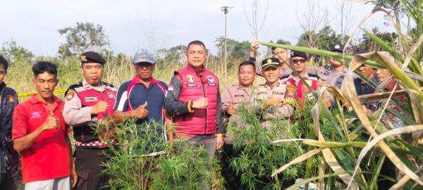 Tanaman Ganja Ditemukan di Tengah Semak Gunung Seminung Lampung Barat