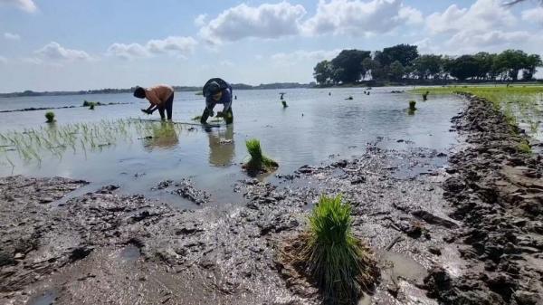 Debit Air Susut 50 Persen, Dasar Waduk Cengklik Boyolali Jadi Lahan Pertanian