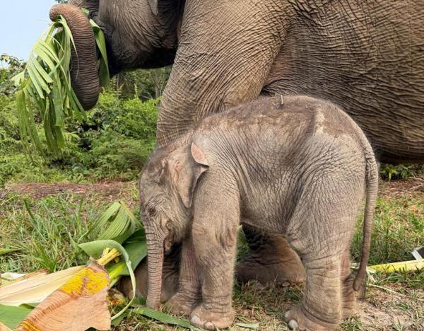 Perkawinan dengan Gajah Liar, Lisa Lahirkan Bayi Berbobot 129 Kg