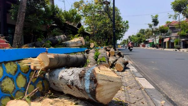 Puluhan Pohon di Kota Bojonegoro Ditebang Saat Cuaca Sedang Panas-panasnya