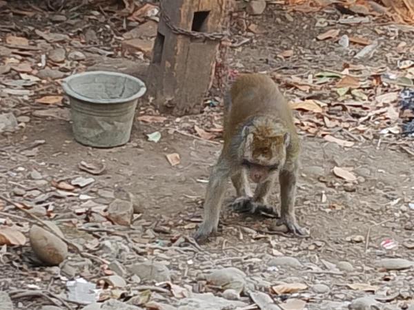 Monyet Peliharaan Mengamuk di Karawang, Pemilik Digigit hingga Dapat 5 Jahitan