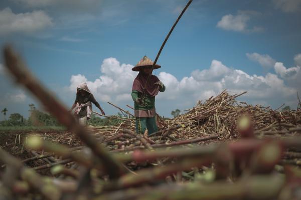 Hasil Panen Terserap Maksimal, Petani Tebu  Optimistis Sambut Musim Tanam Baru