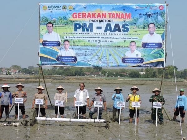 Modernisasi Pertanian Grobogan, Metode PM-AAS Tanam Padi Cepat, Panen Melimpah