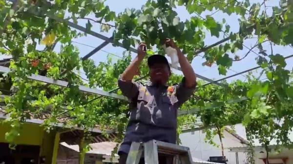 Bukan Kebun Luas, Satlinmas Kendal Justru Panen Anggur dari Pekarangan Rumah