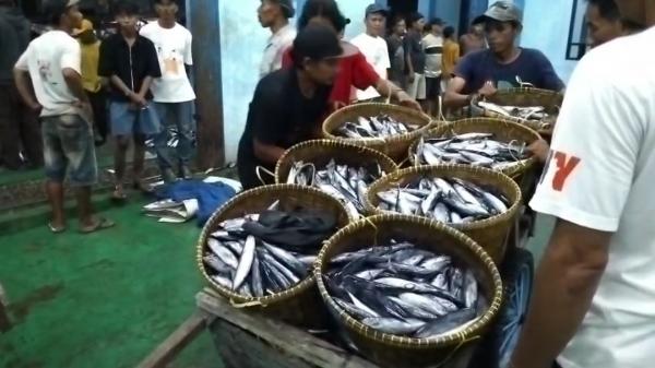 Teluk Semaka Banjir Tongkol, Nelayan Panen Rezeki, Pemerintah Diminta Jaga BBM