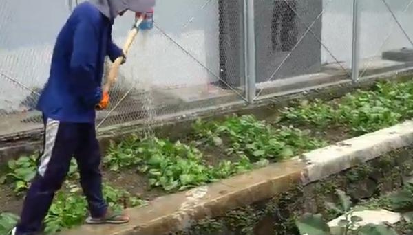 Lahan Kumuh di Lapas Cilegon Disulap Jadi Kebun Sayur, Ada Maggot 10 Kg per Minggu