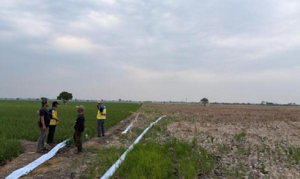 Kekeringan Parah di Pebayuran Bekasi, 600 Hektare Sawah Terancam Kekurangan Air