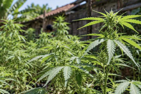 Tanam 148 Batang Ganja di Belakang Rumah, Residivis Sabu di Malang Diciduk