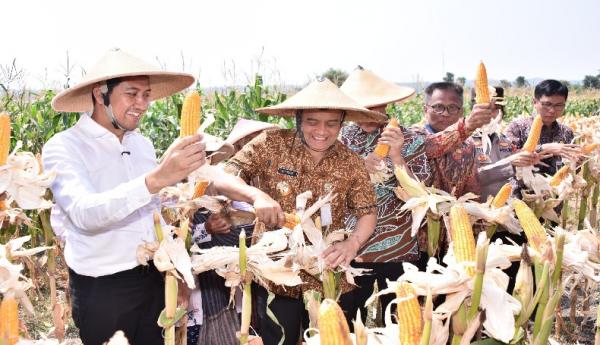 Panen Raya Jagung, Plt Bupati Sukoharjo dan Gubernur Jateng Turun ke Sawah