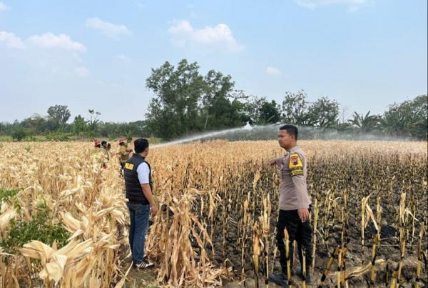 Sehari Dua Kebakaran di Grobogan, Api Melalap Tanaman Jagung Milik 3 Petani dan Atap Pos Jaga