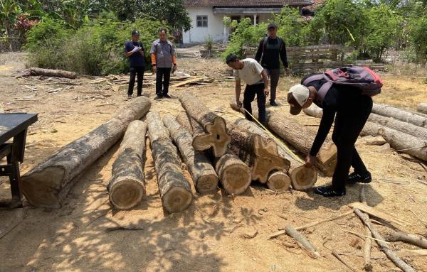 16 Batang Kayu Jati Misterius Ditemukan di Banyuwangi, Ada Serkel Duduk di Lokasi