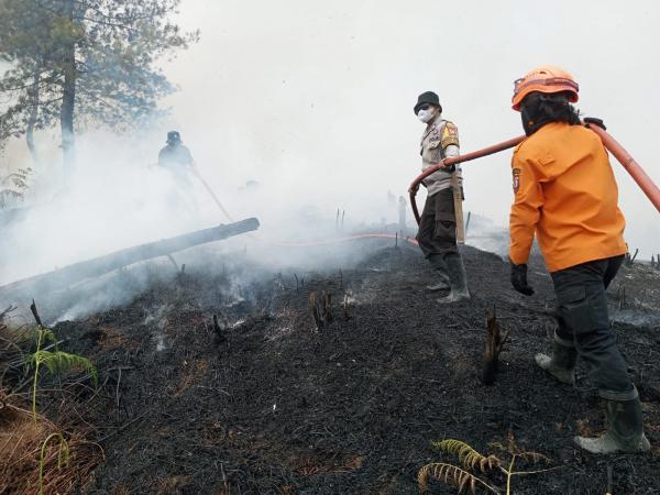 Lahan 3 Hektar Dekat Fasilitas Pertamina di Mamasa Terbakar, Penyebab Masih Diselidiki