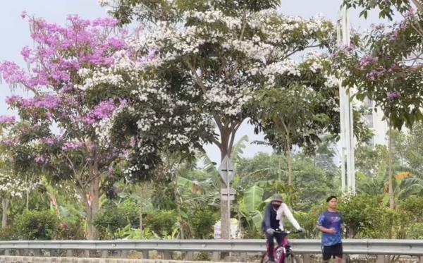 Tabebuya Warna-warni Bermekaran di Purwokerto, Jalanan Bak Negeri Sakura