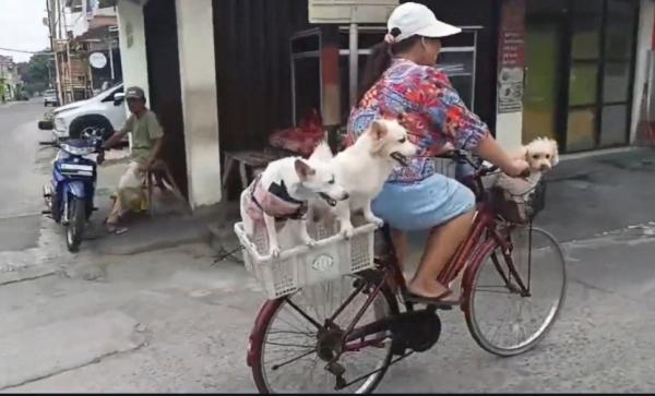 Unik! 3 Anjing Ini Hobi Ikut Naik Sepeda Keliling Cilegon