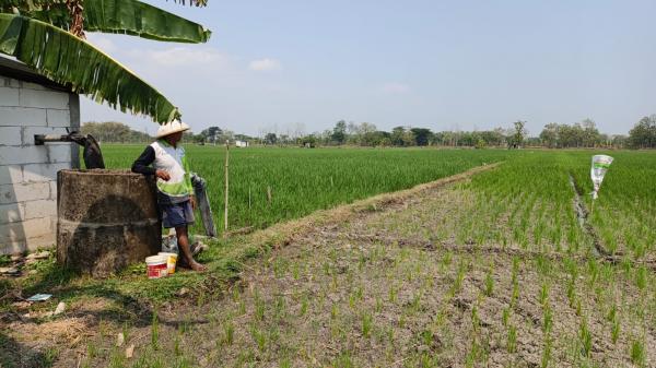 Banyak Petani di Madiun Belum Sadar, Jatah Pupuk Subsidi yang Mereka Terima Tidak Sesuai E-RDKK