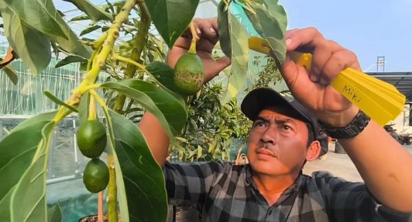 Dari Lahan Sempit Jadi Cuan Jutaan, Petani Situbondo Sukses Kembangkan Alpukat Bonsai
