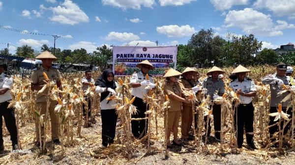 Panen Jagung Rutan Kefamenanu Jadi Bukti Ketahanan Pangan di Tengah Musim Kering