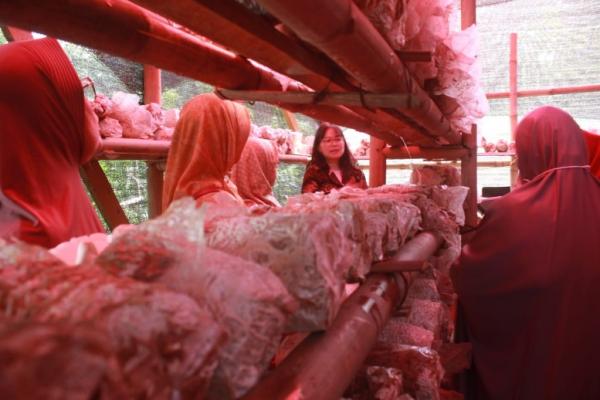 Mahasiswa UPH Bantu KWT Tangsel Terapkan Smart Farming, dari Limbah Daun jadi Pupuk