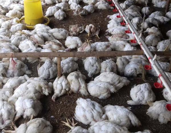 Ribuan Ayam Mati Massal di Sinjai, Hasil Lab Pastikan Terjangkit Flu Burung