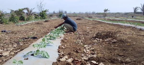 Air Terbatas, Petani di Sindangbarang Tetap Produktif Tanam Semangka Saat Kemarau