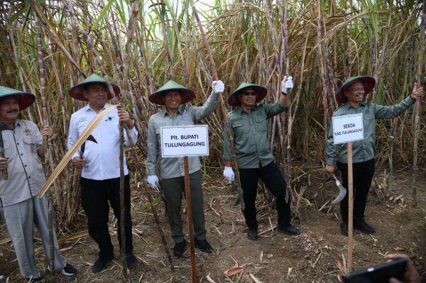 Pemkab Tulungagung dan PG Modjopanggoong Genjot Produktivitas Tebu Lewat Bongkar Ratoon