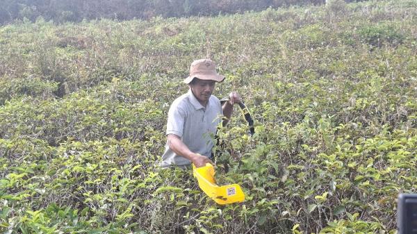 Punya Rasa Mirip Kopi, Teh Gambyong Kemuning Kini Tembus Omzet Rp300 Juta