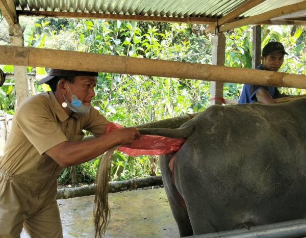 Genjot Kualitas Ternak, Pemprov Sulbar Terapkan Inseminasi Buatan pada Kerbau di Mamasa