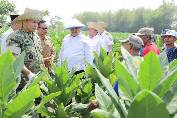 Lahan Tembakau di Jombang Capai 6.508,7 Hektare, Perputaran Ekonomi Diproyeksikan Rp487 Miliar