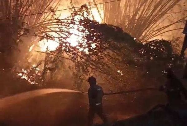 Kebakaran Hebat Melalap 20 Rumpun Bambu di Pekuwon Sumberejo, Diduga Sengaja Dibakar