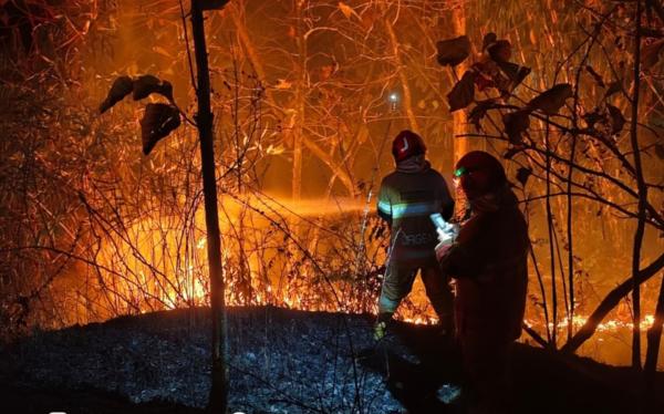Berawal dari Pembakaran Daun Kering, Lahan dan Rumpun Bambu di Ngraho Bojonegoro Dilalap Api
