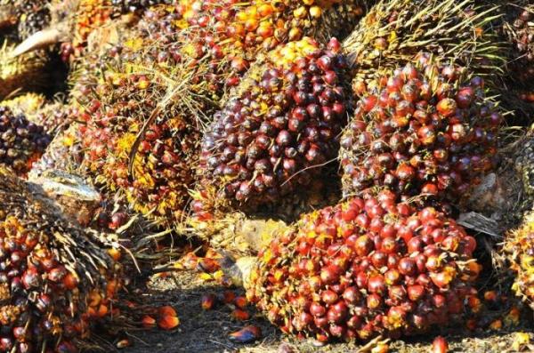 Pakar ITS Ingatkan Kesiapan Industri dalam Pengembangan Biodiesel dan Bioetanol