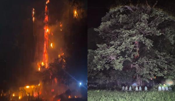Pohon Rita Terbakar di Area Pemakaman Taraweang Pangkep, Api Membara hingga Puncak