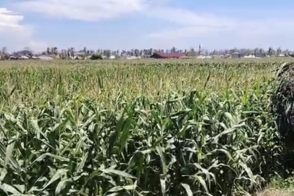 Dari Lumpur Banjir ke Ladang Jagung! Petani Bangkit, Sawah yang Hancur Kini Kembali Menghijau