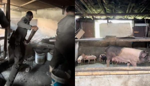 Ribuan Babi di Makassar Direlokasi, Warga Keluhkan Bau Menyengat dan Limbah