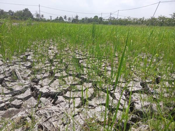 Sawah Retak, Padi Mengering! Petani Banyuwangi Terancam Rugi akibat Kemarau Panjang