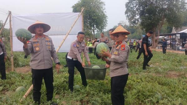 Polda Babel Panen 1.000 Semangka di Bhaypark, Hasilnya Dibagikan ke Masyarakat