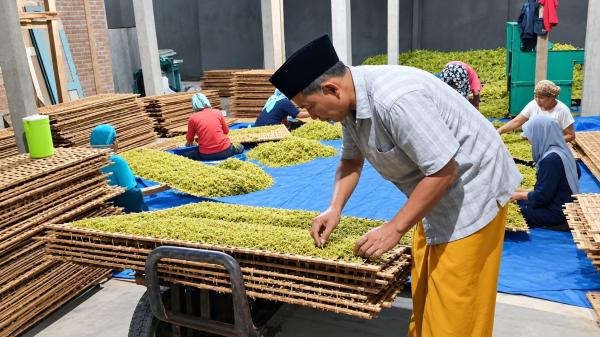 Berkah Kemarau, Harga Tembakau Lamongan Tembus Rp50 Ribu per Kilogram