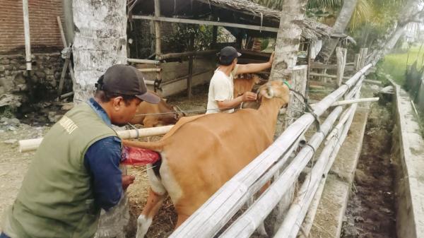 Capaian Inseminasi Buatan Ternak di Sulbar Tembus 61,4 Persen, Tertinggi Kedua Nasional
