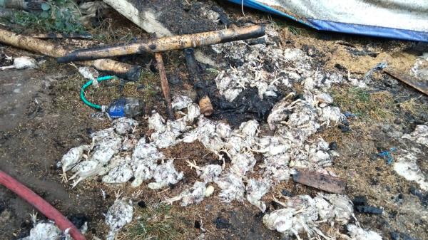 Kebakaran Dini Hari di Sendang Tulungagung Hanguskan 8.000 Ekor Ayam