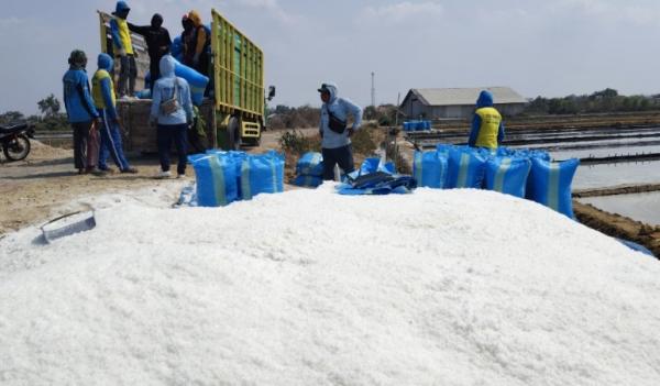Produksi Garam Madura Melimpah, Sumatraco Siap Serap Puluhan Ribu Ton Produk Petani
