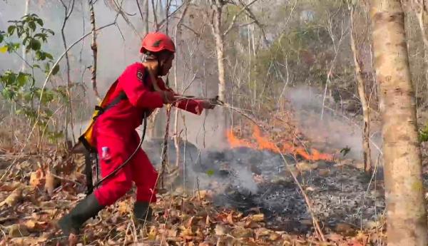 Karhutla TN Babul di Pangkep Capai 27,34 Hektare, Ular Sanca Ditemukan di Area Terbakar