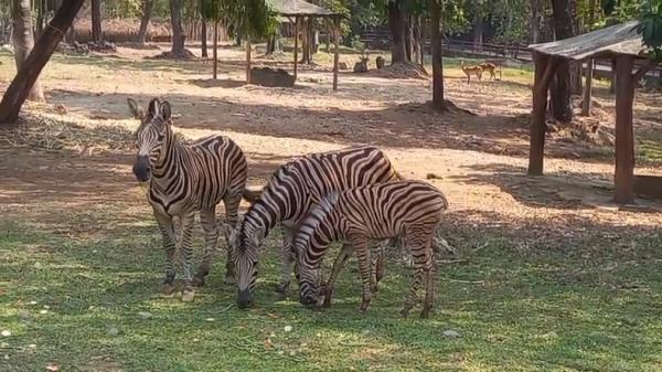 Solo Safari Sambut Kelahiran Anak Zebra Betina, Diberi Nama Gayatri Loreng