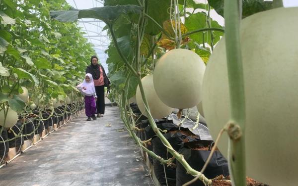 Wisata Petik Melon di Ponorogo Dibuka, Ada Jenis Luna Glory hingga Milk Chamoe