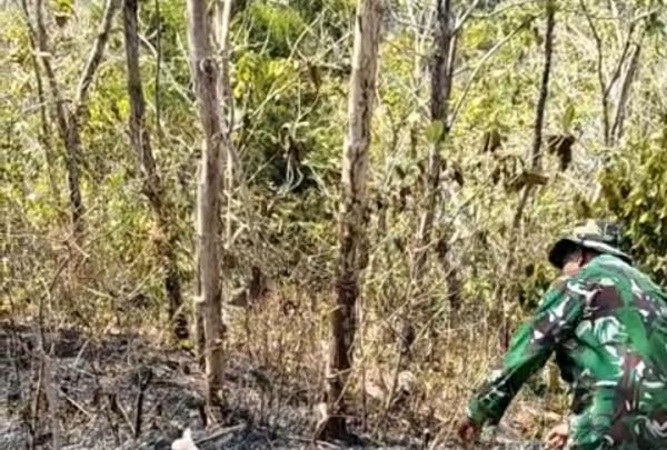 Breaking News: Kebakaran Hutan Perhutani di Kebasen, Lansia Ditemukan Tewas