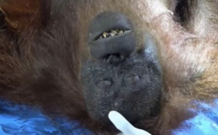 Terjebak Karhutla di Kalteng, Seekor Orangutan Berhasil Dievakuasi