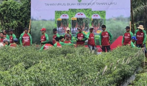 Kemarau Panjang Ancam Panen Cabai, Benih Tahan Penyakit Jadi Solusi Petani