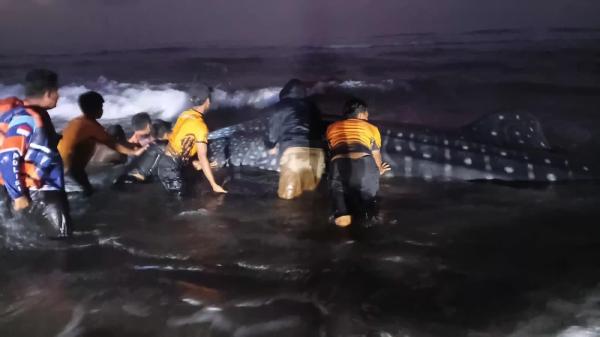 Hiu Tutul 6 Meter Terdampar di Pantai Parangkusumo Bantul, Upaya Evakuasi Terkendala
