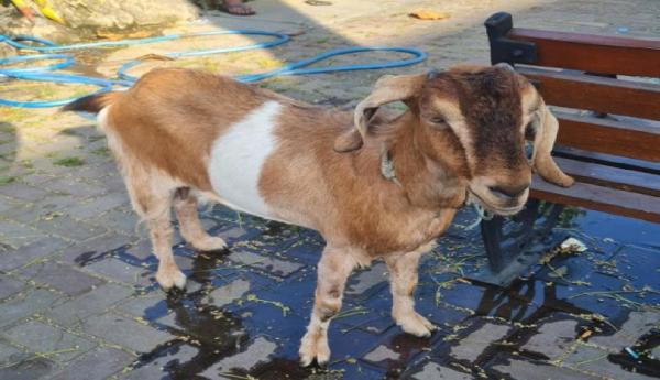 Diduga Curi Kambing di Bantul, Pria 47 Tahun Ditangkap Polisi