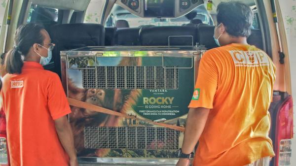 Bebas dari Perdagangan Ilegal di India, Orangutan Rocky Pulang ke Sumut