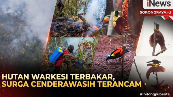 Petaka Raja Ampat: 190 Ha Hutan Hangus, Habitat Cenderawasih Kian Kritis